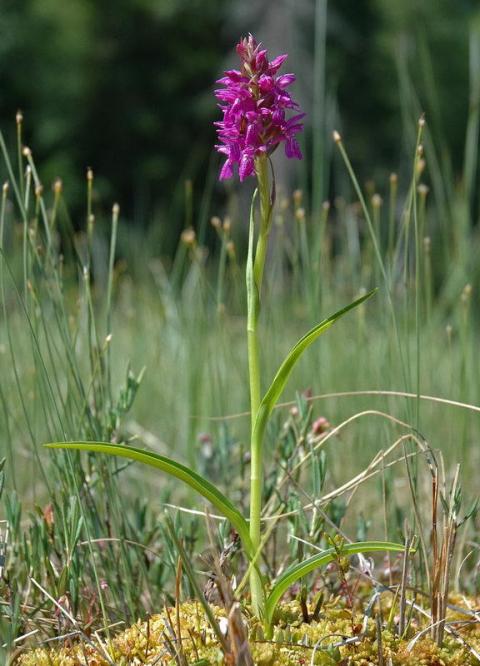 Dactylorhiza-sphagnicola
